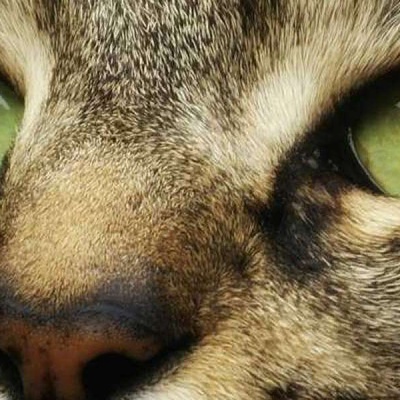Kedilerde Göz Çapaklanması Tedavisi