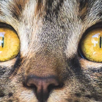 Kedilerde Göz Enfeksiyonu Belirtileri Tedavi Yöntemleri
