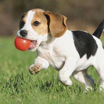 Beagle Nasıl Bir Köpek?