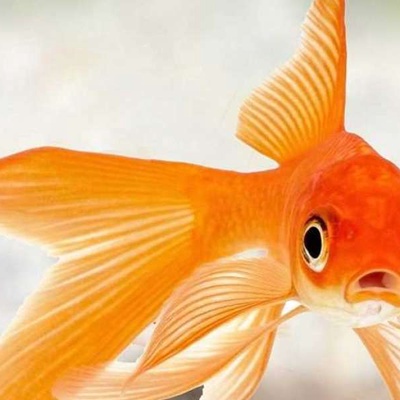 Japon Balığı Günde Kaç Kez Beslenir? Kaç Kere Yemlenir