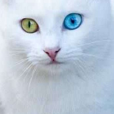 Van Kedisi Gözleri Ne Renk Olur?