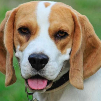 Beagle Ne Demek? Beagle Kelime Anlamı