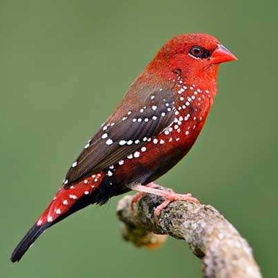 Kırmızı Kulaklı Mumgaga Kuşu Özellikleri