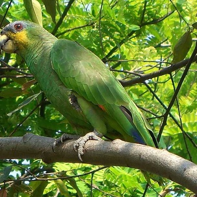 Turuncu Kanatlı Amazon Papağanı Kuşu Özellikleri