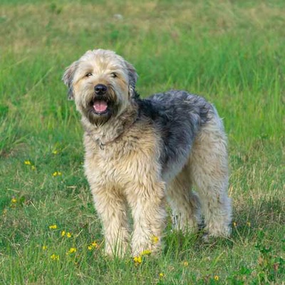 Soft Coated Wheaten Terrier Özellikleri ve Bakımı