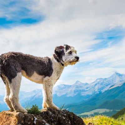 Valee Çoban Köpeği Özellikleri ve Bakımı