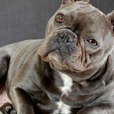 Fransız Bulldog Kaç Tane Yavru Doğurur?