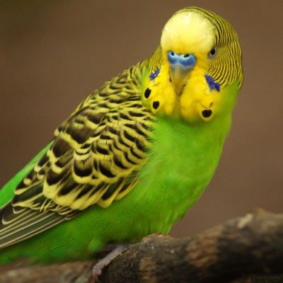 Tepekli Opal Kobatlı Muhabbet Kuşu Özellikleri