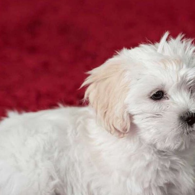 Maltese Terrier Kaç Yavru Doğurur?