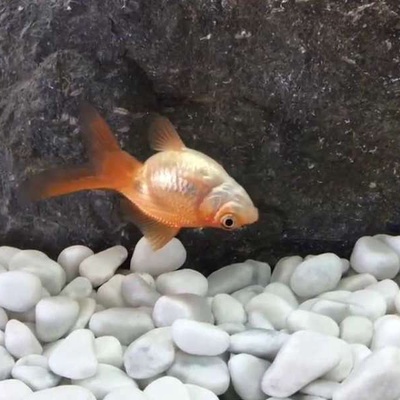 Japon Balığı Neden Ölür?