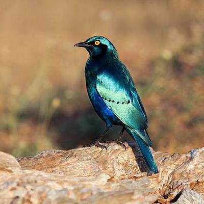 Erguvani Parlak Sığırcık Kuşu Özellikleri