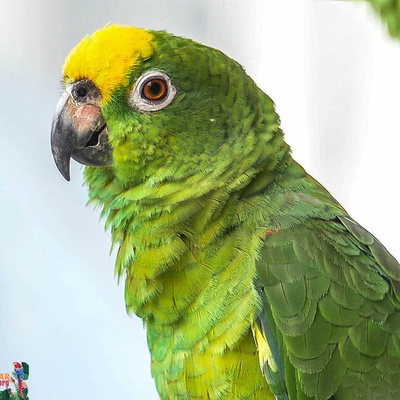Sarı Alınlı Amazon Papağını Kuşu Özellikleri