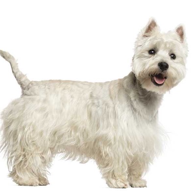 West Highland White Terrier Özellikleri ve Bakımı