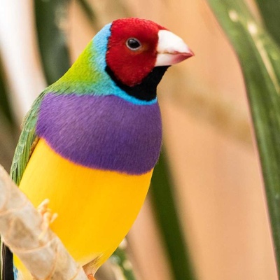 Gouldian İspinozu Kuşu Özellikleri