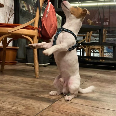 Rio Erkek Jack Russell Terrier