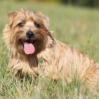 Norfolk Terrier Özellikleri ve Bakımı