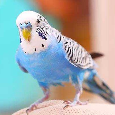 Mavi Boyun Halkalı Paraket Kuşu Özellikleri