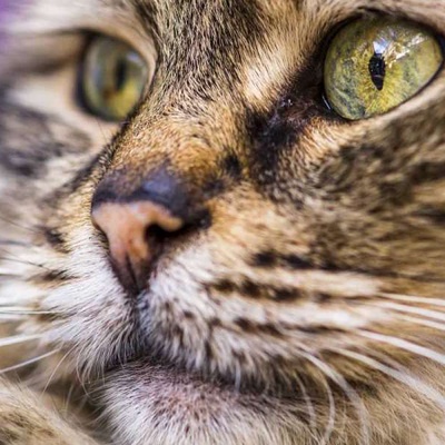 Kedilerde Bıyık Stresi Nedir?