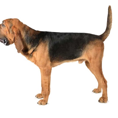 Bloodhound Özellikleri ve Bakımı