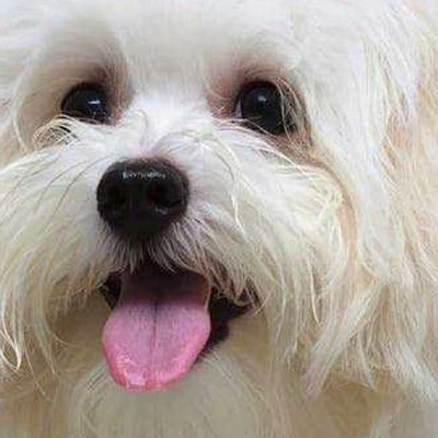 Orijinal Maltese Terrier Nasıl Anlaşılır?