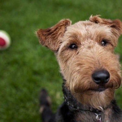 Welsh Terrier Özellikleri ve Bakımı