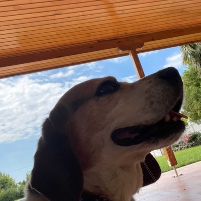 Tomy Erkek Beagle
