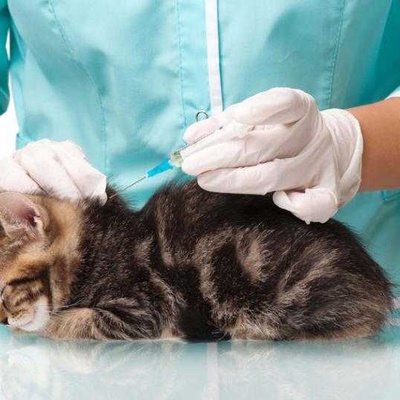 Kedilerde Karma Aşı Nedir?