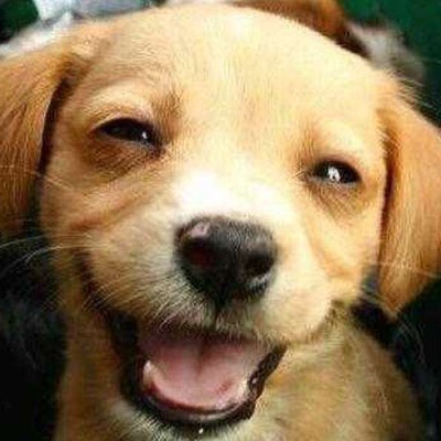 Köpeklerin Güldüğünü Nasıl Anlarız?