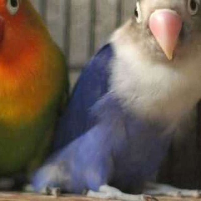 Sevda papağanı nasıl mutlu olur?