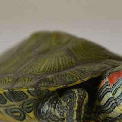Su Kaplumbağaları Kaç Yıl Yaşar?