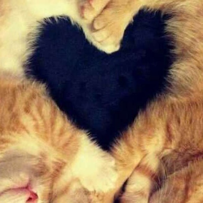 Kedilerin Kaç Kalbi Vardır?