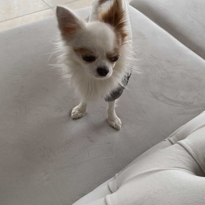 ŞANS Erkek Chihuahua