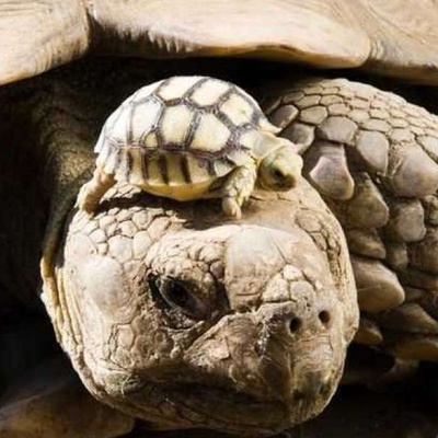 Kaplumbağa Neden Yavaş Yürür?