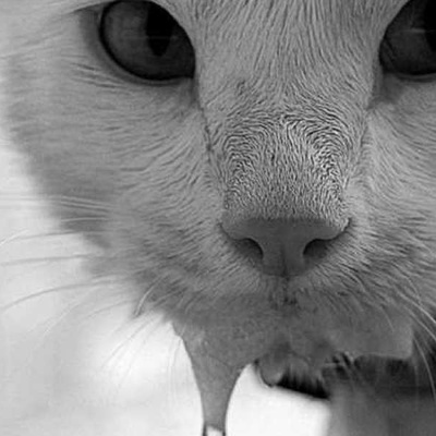 Kedilerin Ağzından Neden Köpük Gelir?