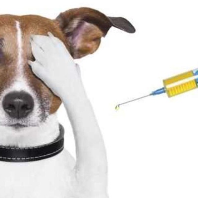 Köpeklerin Kaç Tane Aşısı Var?