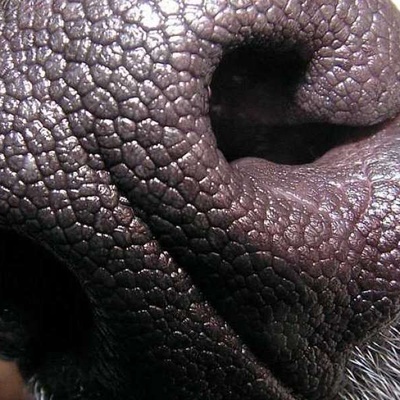 Köpeklerin Burnu Neden Siyahtır?