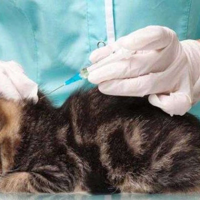Kedilerde Lösemi Aşısı Kaç Kez Yapılır?