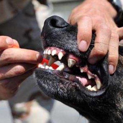 Köpeklerin Dişleri Ne Zaman Dökülür?