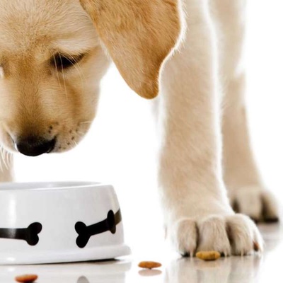 Köpeklerde İştahsızlık Belirtileri ve Tedavisi