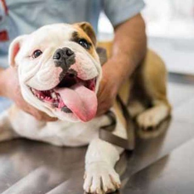 Köpeklerde Karın Ağrısı Belirtileri ve Tedavi Yöntemleri