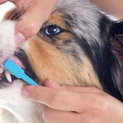 Köpeklerin Dişleri Nasıl Temizlenir?
