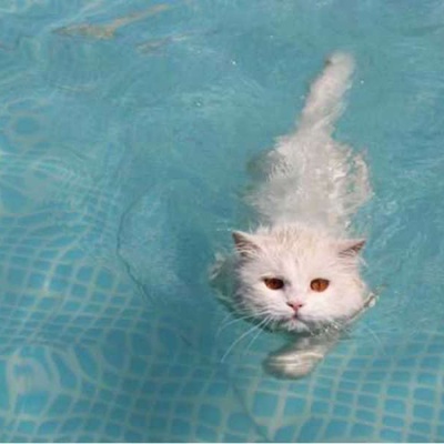 Kediler Yüzebilir Mi?