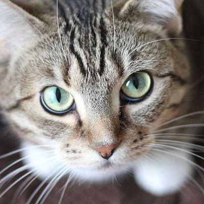 Kedilerde Damak Yarığı Belirtileri ve Tedavisi