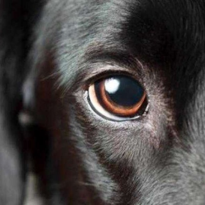 Köpeklerin Kaç Göz Kapağı Vardır?