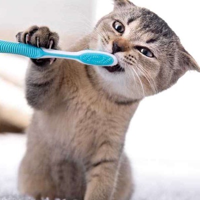 Kedilerin Dişleri Nasıl Temizlenir?