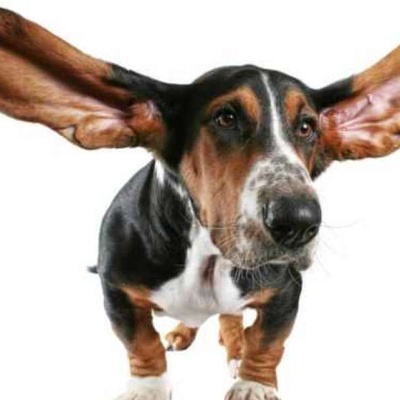 Köpeklerde Kulak Uyuzu Kaç Günde Geçer?