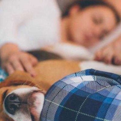 Köpeklerle Uyumak Zararlı Mı?