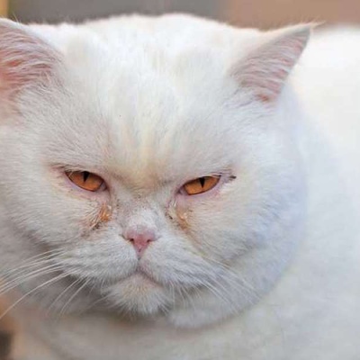 Kedilerde Göz Kızarıklığı Nasıl Geçer?