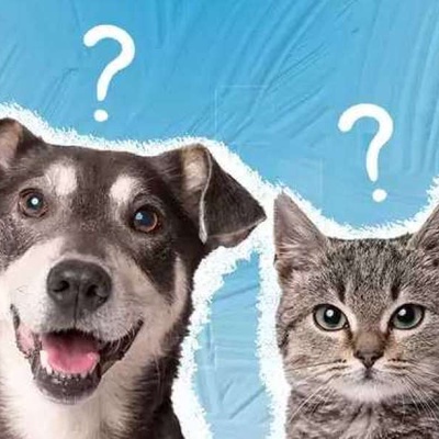 Evcil Hayvan Sigortası Markaları Arasındaki Farklar Nelerdir?
