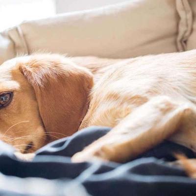 Köpeklerde Siroz Belirtileri, Nedenleri ve Tedavi Yöntemleri